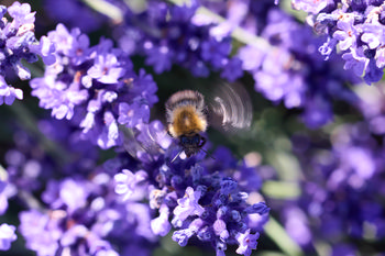 Lavender Bumble Bee Flight This is a close-up nature photograph taken in the morning during the summer season, showing a bumble bee in flight above vibrant lavender plants. The main subject is the interaction between the bumble bee and the purple lavender flowers, with the bee’s wings visibly blurred from rapid movement as it hovers over the plants. The photograph emphasizes the detailed textures and colors of the lavender blossoms, highlighting their role as important summer flowers for pollinators. The scene is rich in floral detail, demonstrating the relationship between insects and flowering plants in a natural garden setting.